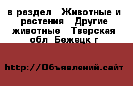  в раздел : Животные и растения » Другие животные . Тверская обл.,Бежецк г.